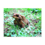 Frog Post Card