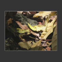 Frog Postcard
