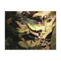 Frog Postcard by Llywellyn Frog Postcard