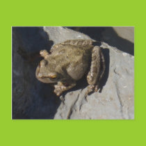 Frog postcard