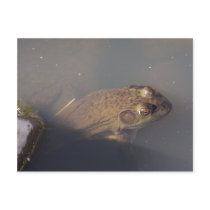 frog postcard
