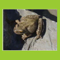 Frog postcard postcards