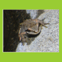 Frog postcard postcards