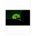Frog Postcard - Green Tree Frog on a leaf
