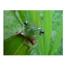 Frog postcards