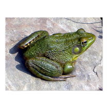 Frog poster posters