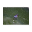 Frog posters