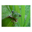 Frog Poster posters