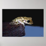Frog Print