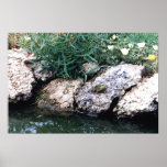 FROG POSTERS