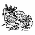 Frog Prince photosculpture