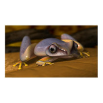 Frog posters by Anwynn Frog posters