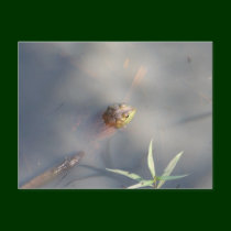 Frog, Sanctuary Marsh postcards