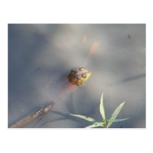 Frog, Sanctuary Marsh Postcards