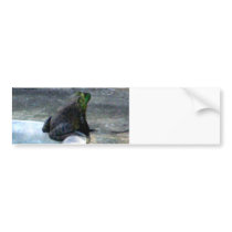 Frog Sitting By A Pool Bumper Stickers