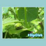 Frog sleeps on Catnip #Nipclub postcards