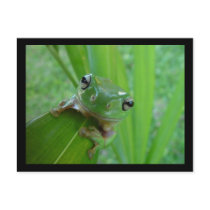 Frog Stare postcards