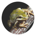 Frog Sticker Frog Sticker