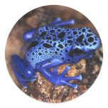 Frog Sticker Frog Sticker