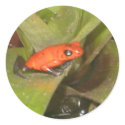 Frog Sticker