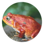 Frog Sticker
