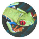 Frog Sticker Frog Sticker