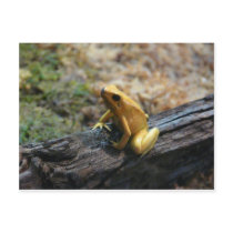 frog,strawberry dart frog post cards