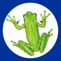 Frog Tropical Rainforest Tree Frog Sticker Art by ScenicEarthStudios Frog Tropical Rainforest Tree Frog Sticker Art