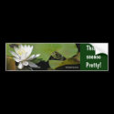 Frog Water Lily Affirmations Nature Bumper Sticker bumper stickers