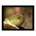 Froggie posters