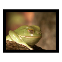 Froggie posters by jeffcraighead Froggie posters