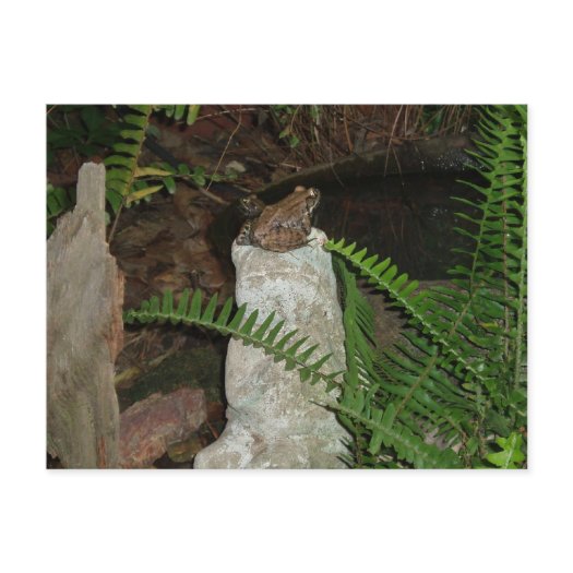 Froggies Courting postcard