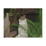 Froggies Courting Post Cards