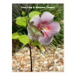 Froggy Hibiscus Flower Postcard