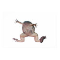 Froggy posters