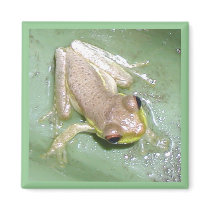 Froglet magnets