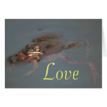 Frogs In Love