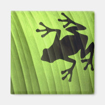 Frogs Magnet
