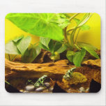 Frogs