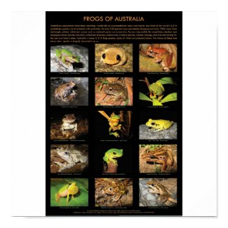Frogs of Australia Poster print