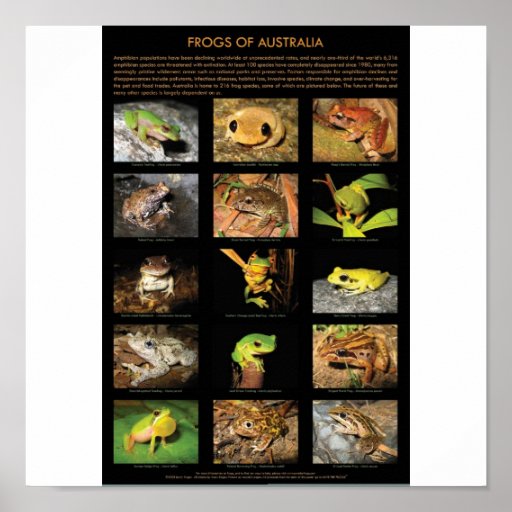 Frogs Of Australia Poster Zazzle