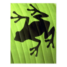 Frogs Post Card