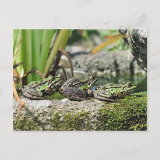 Frogs postcard postcard