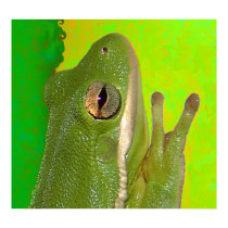 frogs posters