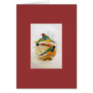 postcard - Frohawk - 3 Gouldian Finches