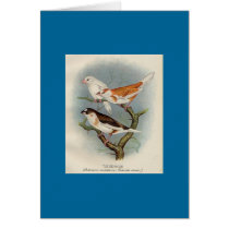 Frohawk - Bengalese Finches cards