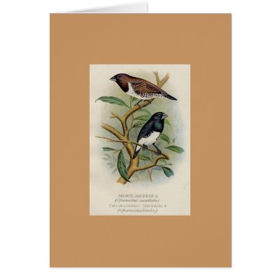 Frohawk - Bronze Mannikin & Two-Coloured MannikinF Cards by LisasLair