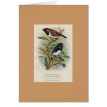 Frohawk - Bronze Mannikin & Two-Coloured MannikinF cards
