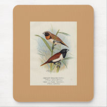 Frohawk - Chestnet-Breasted & Three-Coloured Finch mousepads