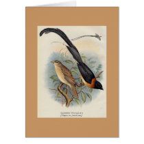 Frohawk - Paradise Whydah cards